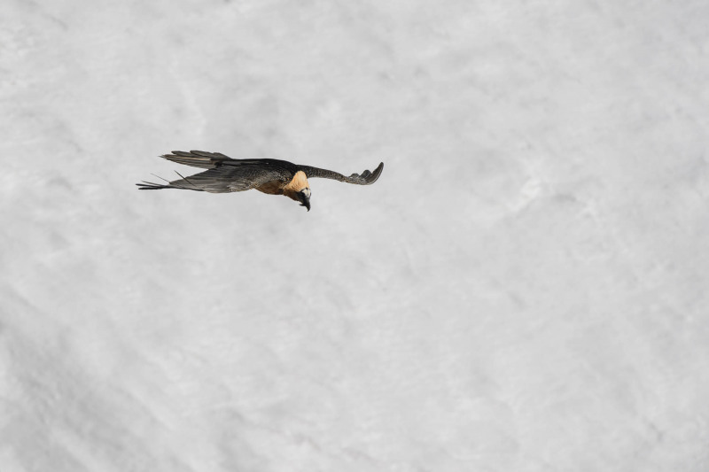 Bearded vulture