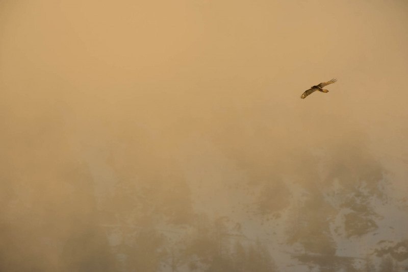 Bearded vulture