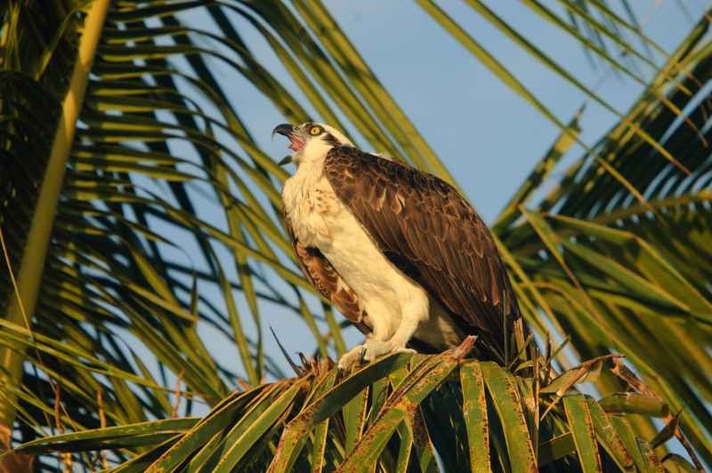 Osprey