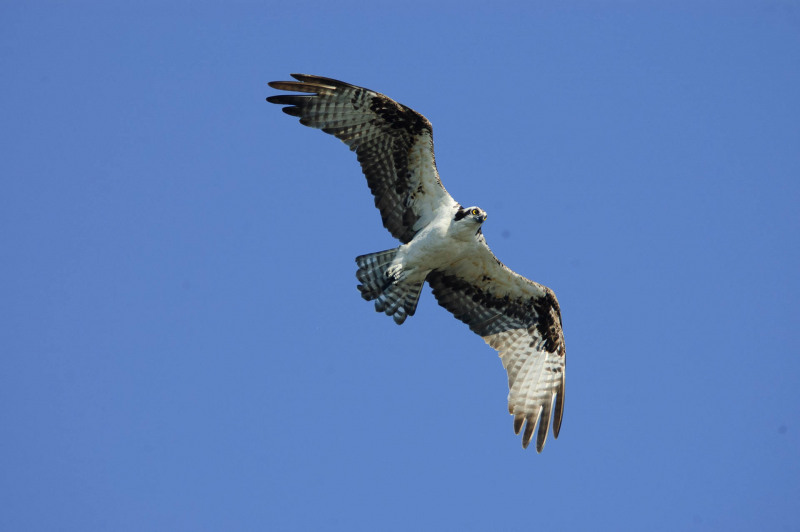 Osprey