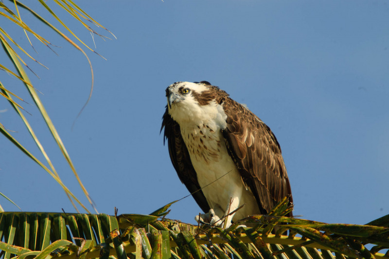 Osprey
