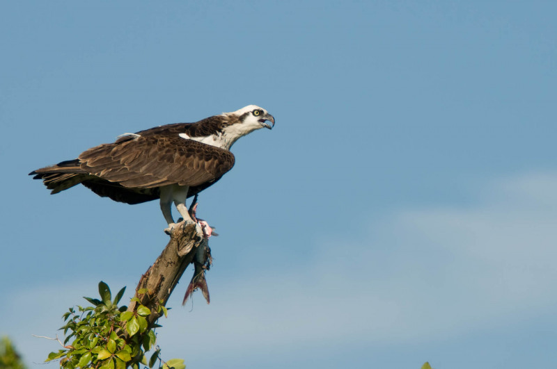 Osprey