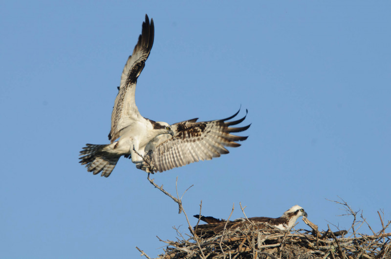 Osprey