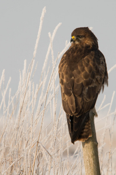 Common buzzard