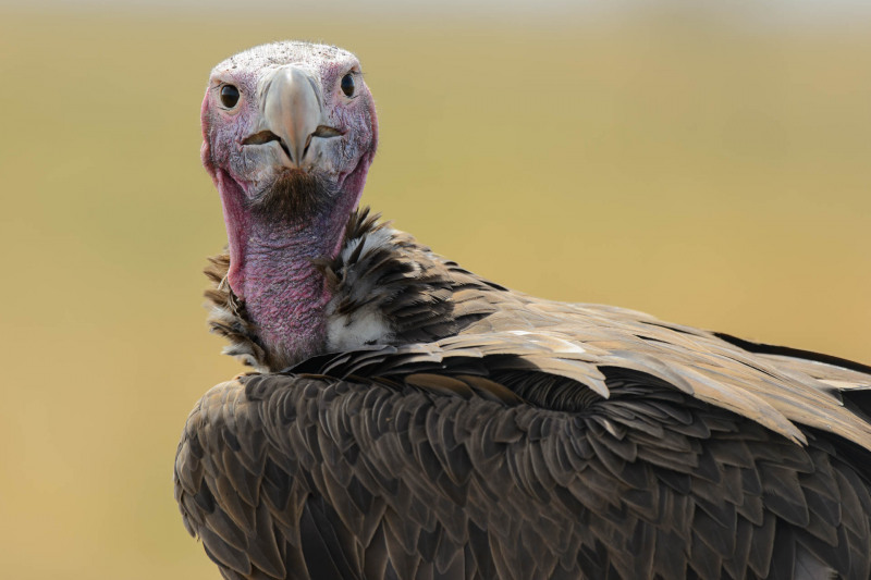 Eared vulture