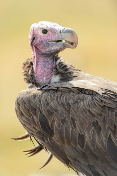 Eared vulture