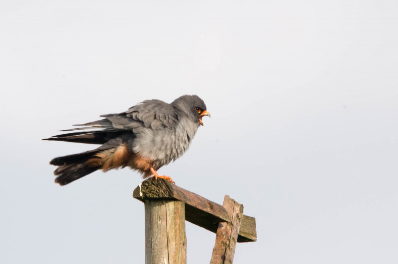 Red-footed Falcon