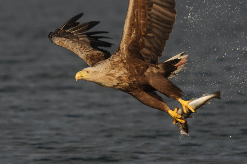 White-tailed eagle
