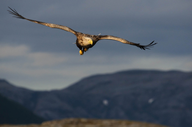 White-tailed eagle