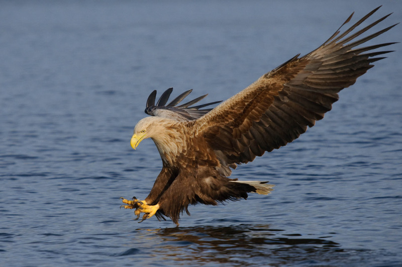 White-tailed eagle