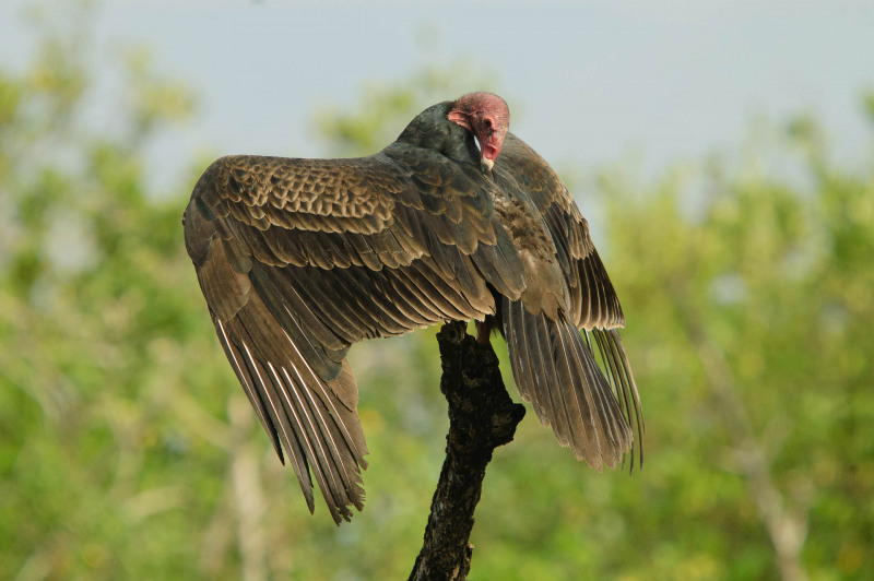 Turkey vulture dries its feathers