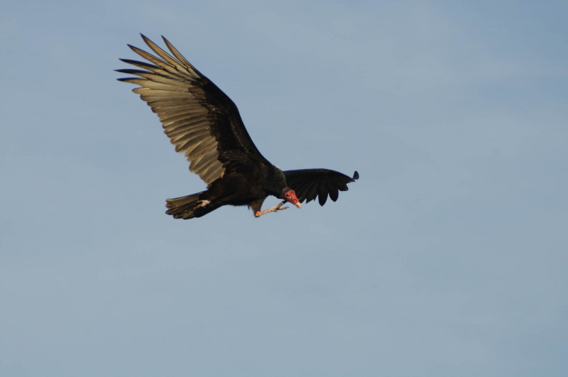 Turkey vulture