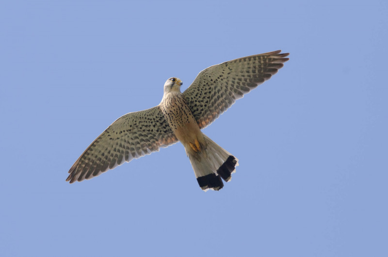 Kestrel