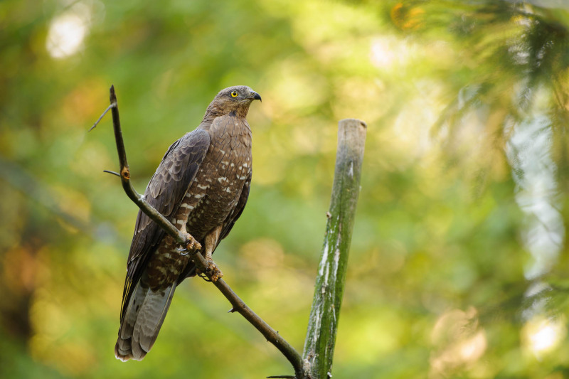 Honey buzzard