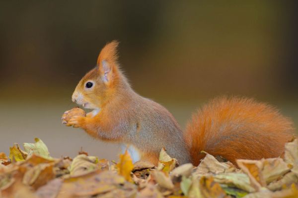Eichhörnchen