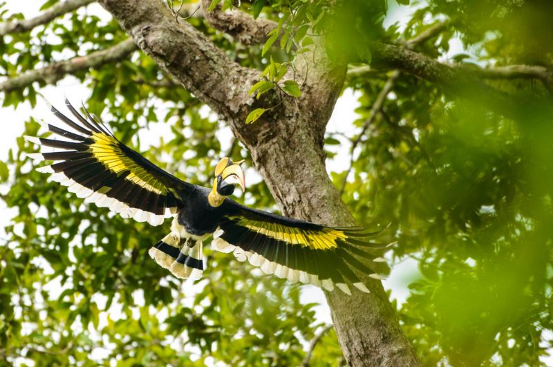 Doppelhornvogel