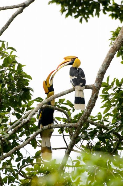 Doppelhornvogel
