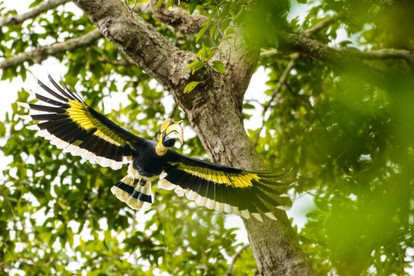 Doppelhornvogel