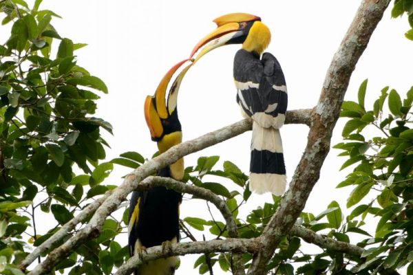 Doppelhornvogel