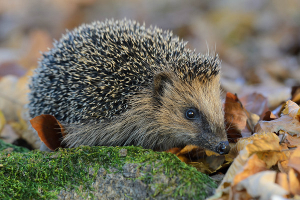 Europäischer Braunbrustigel im Herbstlaub auf Waldboden.