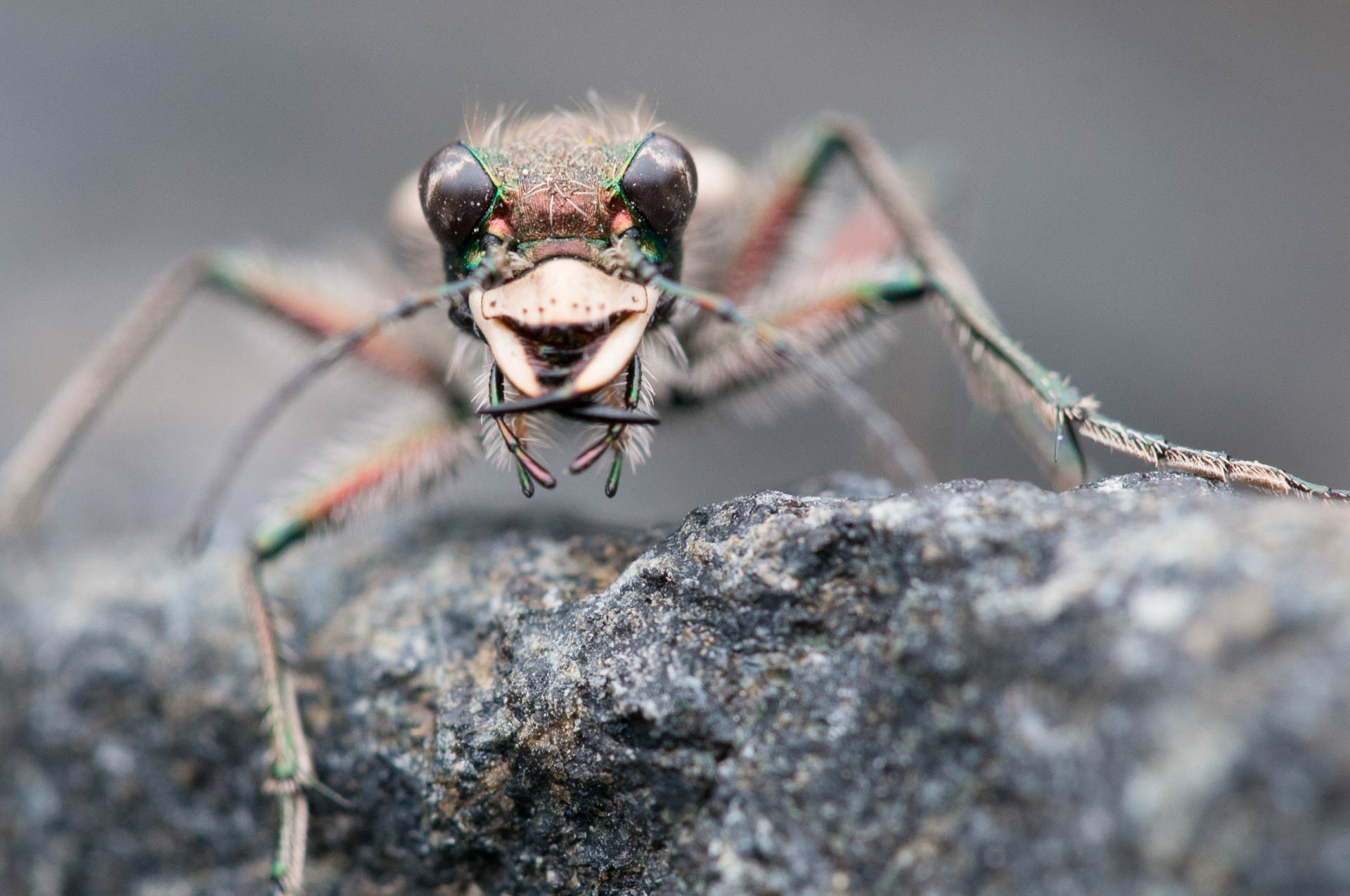 Ein Sandlaufkäfer (Cicindela sylvicola) auf einem Stein in Nahaufnahme.