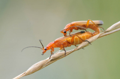 Insekten & Spinnen