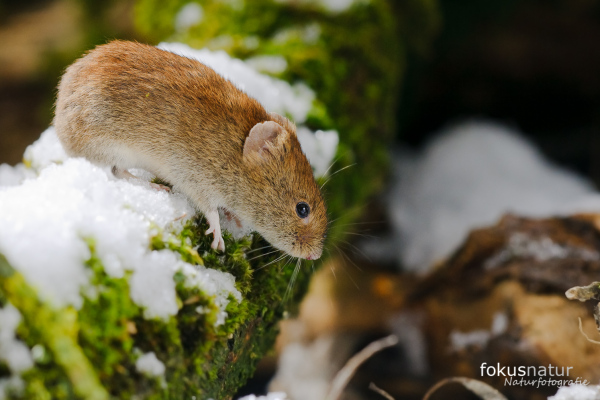 Rötelmaus auf moosbedecktem Baumstamm im verschneiten Auwald.