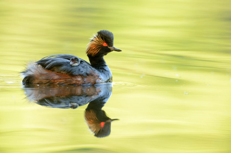 Black-necked grebe with chicks
