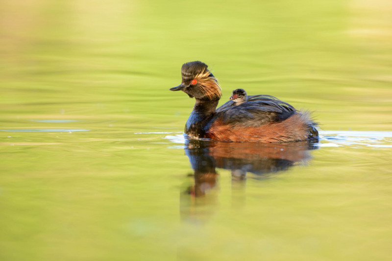 Black-necked grebe with chicks