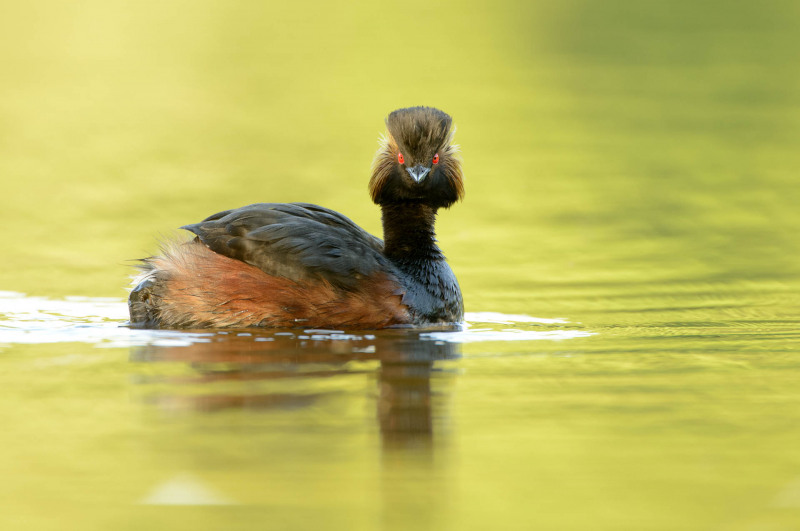 Black-necked Grebe