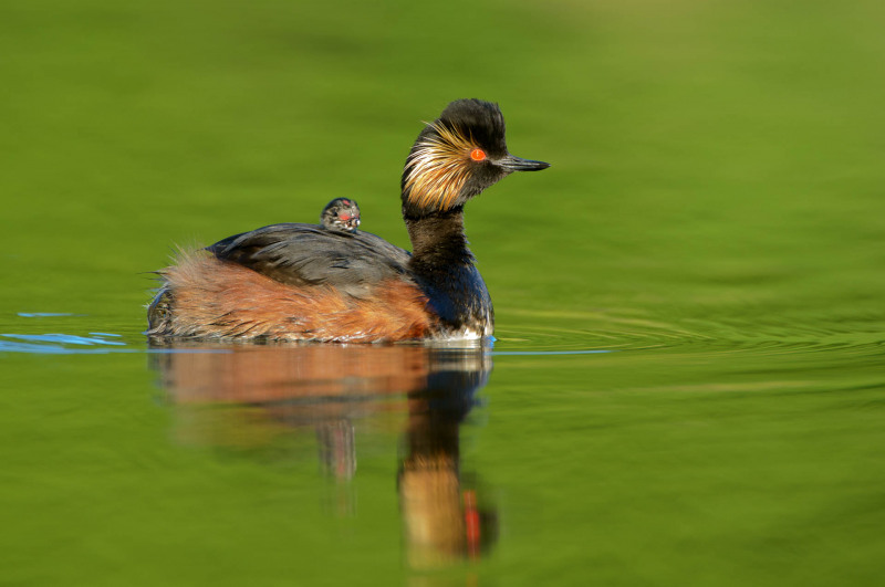 Black-necked grebe with chicks