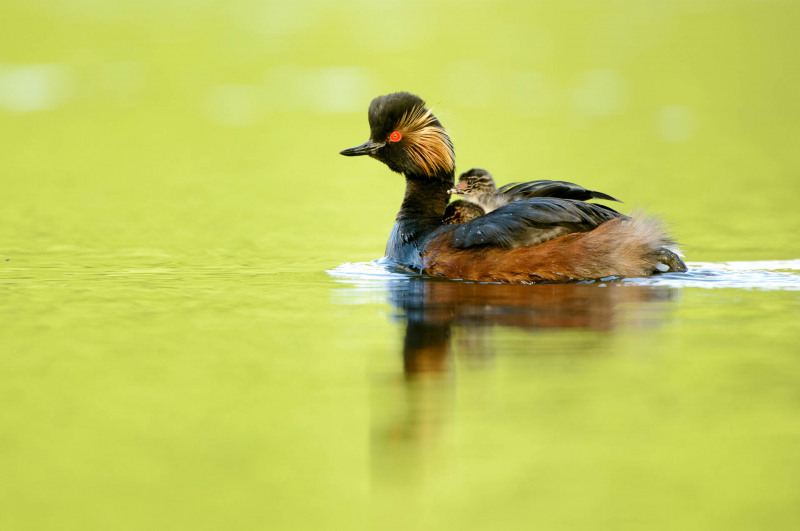 Black-necked grebe with chicks