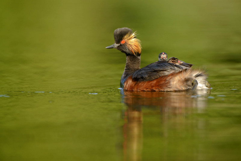 Black-necked grebe with chicks