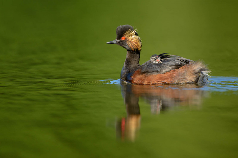 Black-necked grebe with chicks