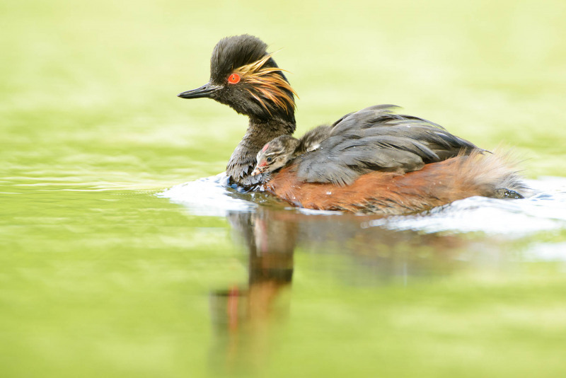 Black-necked grebe with chicks