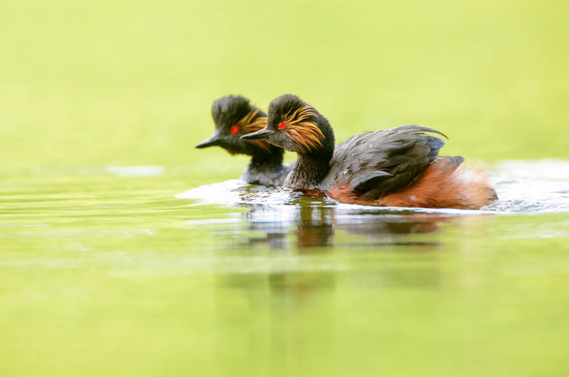 Black-necked grebe with chicks