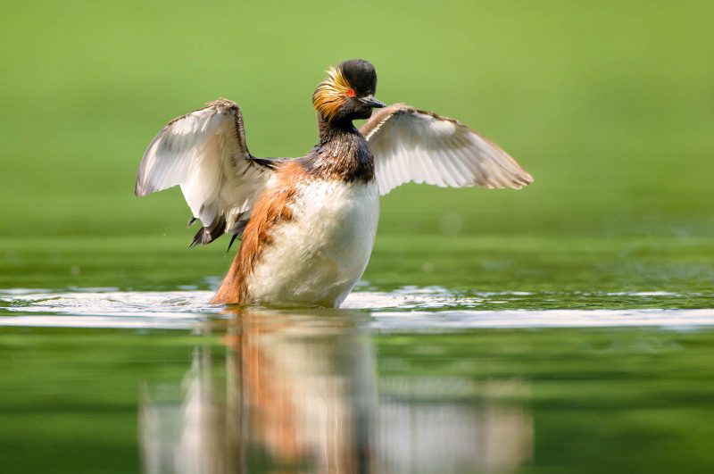 Black-necked Grebe