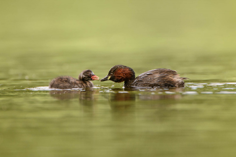 Little grebe with chicks