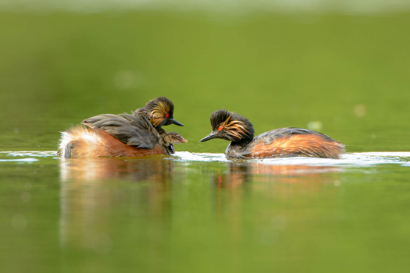 Black-necked grebe with chicks