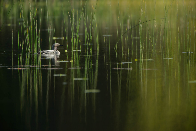Black-throated diver