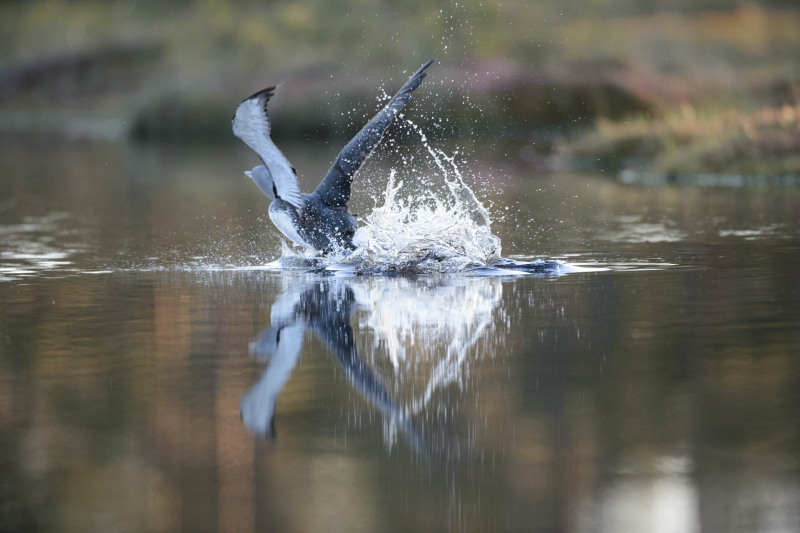 Star diver