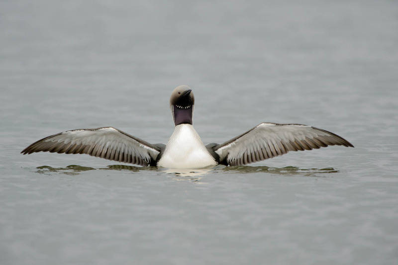 Black-throated diver