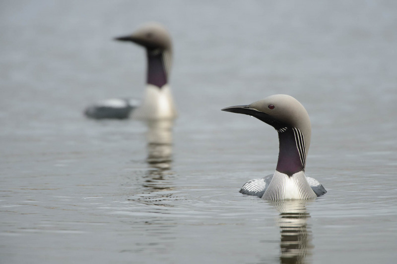 Black-throated diver