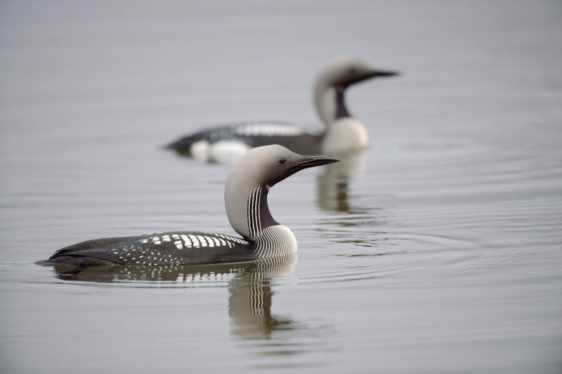 Black-throated diver