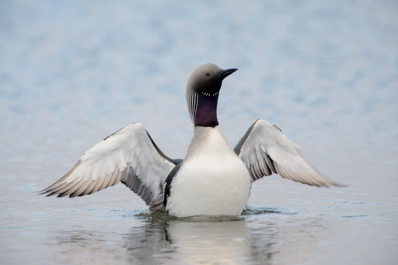 Black-throated diver
