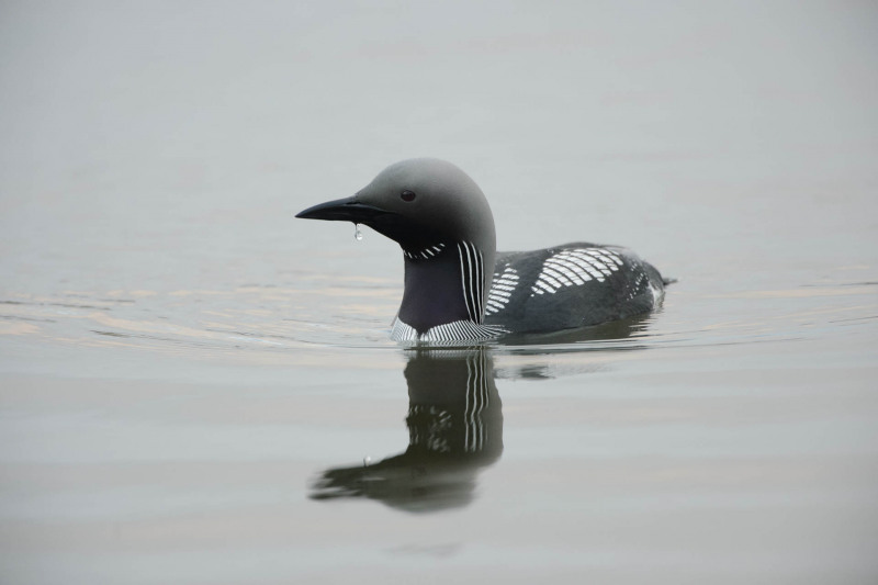 Black-throated diver