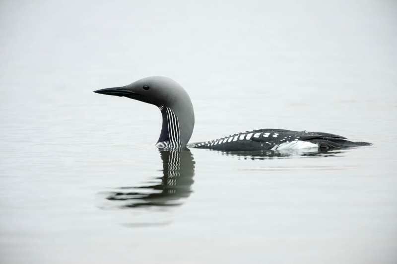 Black-throated diver