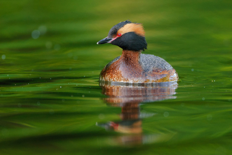 Slavonian grebe (Podiceps auritus)