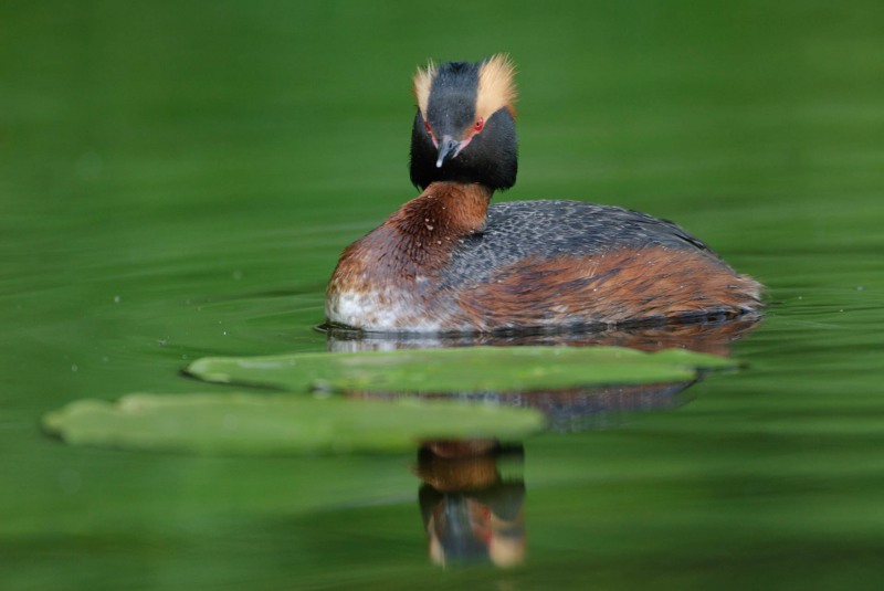 Slavonian grebe (Podiceps auritus)