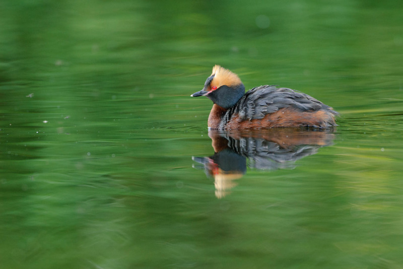 Slavonian grebe (Podiceps auritus)